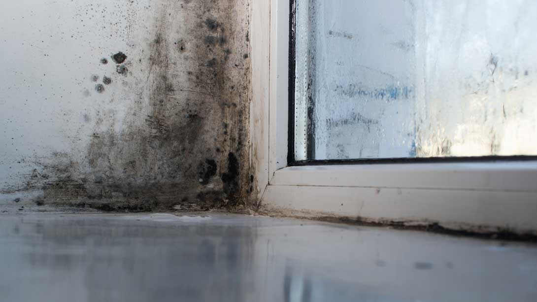 mold-damage-remediation
